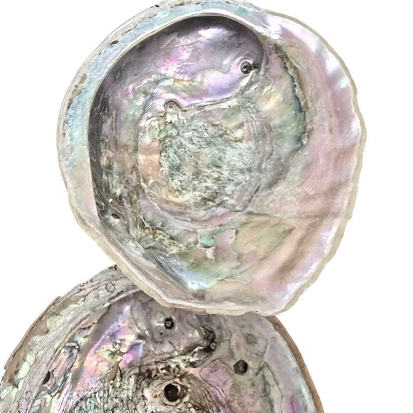 Abalone Shells Set of 2 Decorative Ocean-Themed Home Décor Art Pieces JE252 - Picture 5 of 13